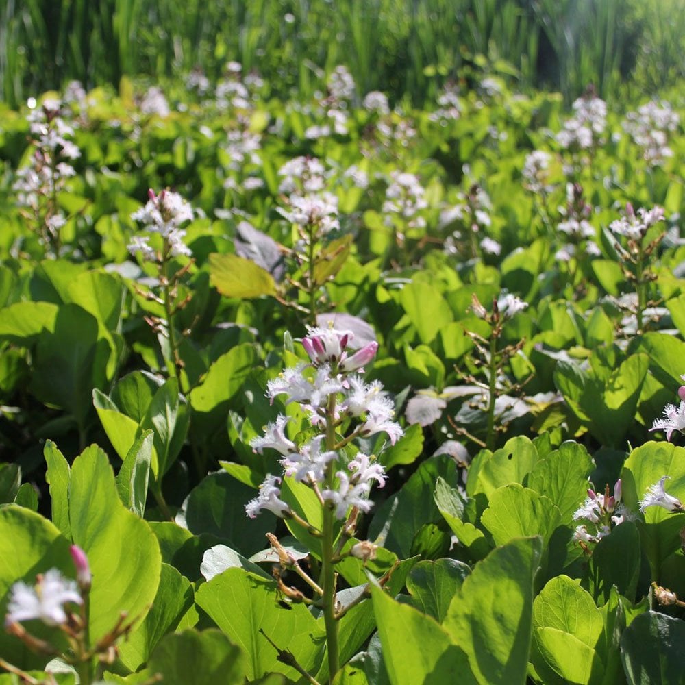Menyanthes Trifoliata - Bog Bean