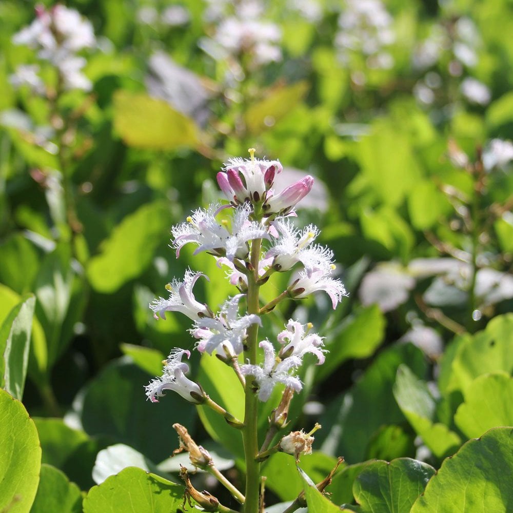 Menyanthes Trifoliata - Bog Bean