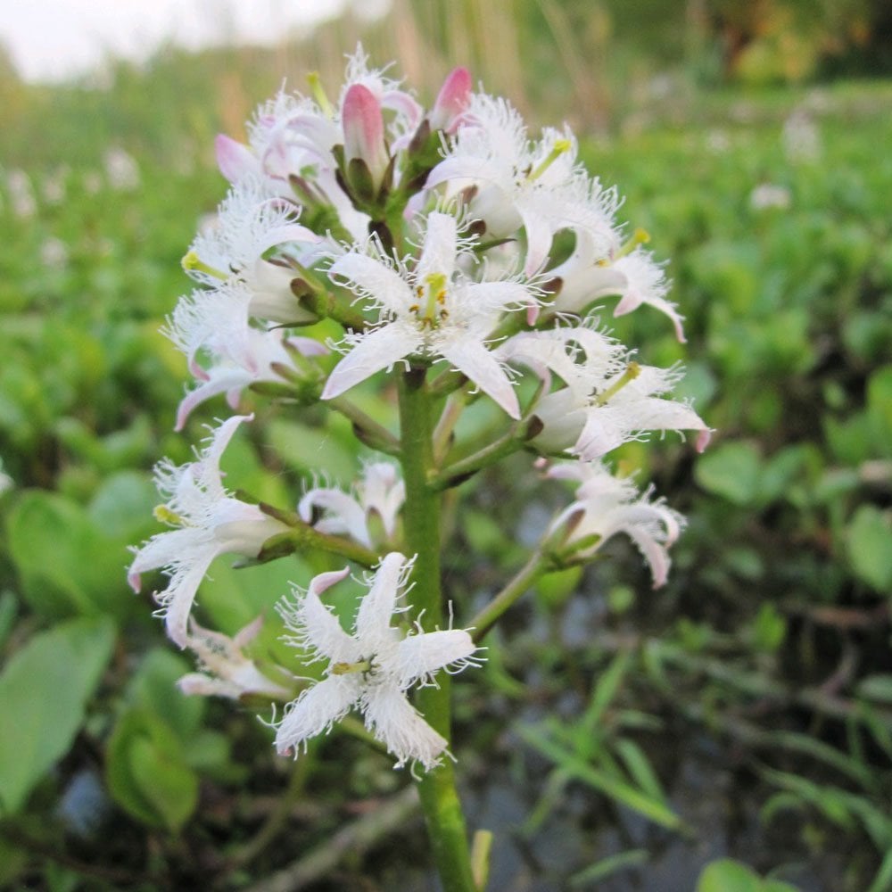 Menyanthes Trifoliata - Bog Bean