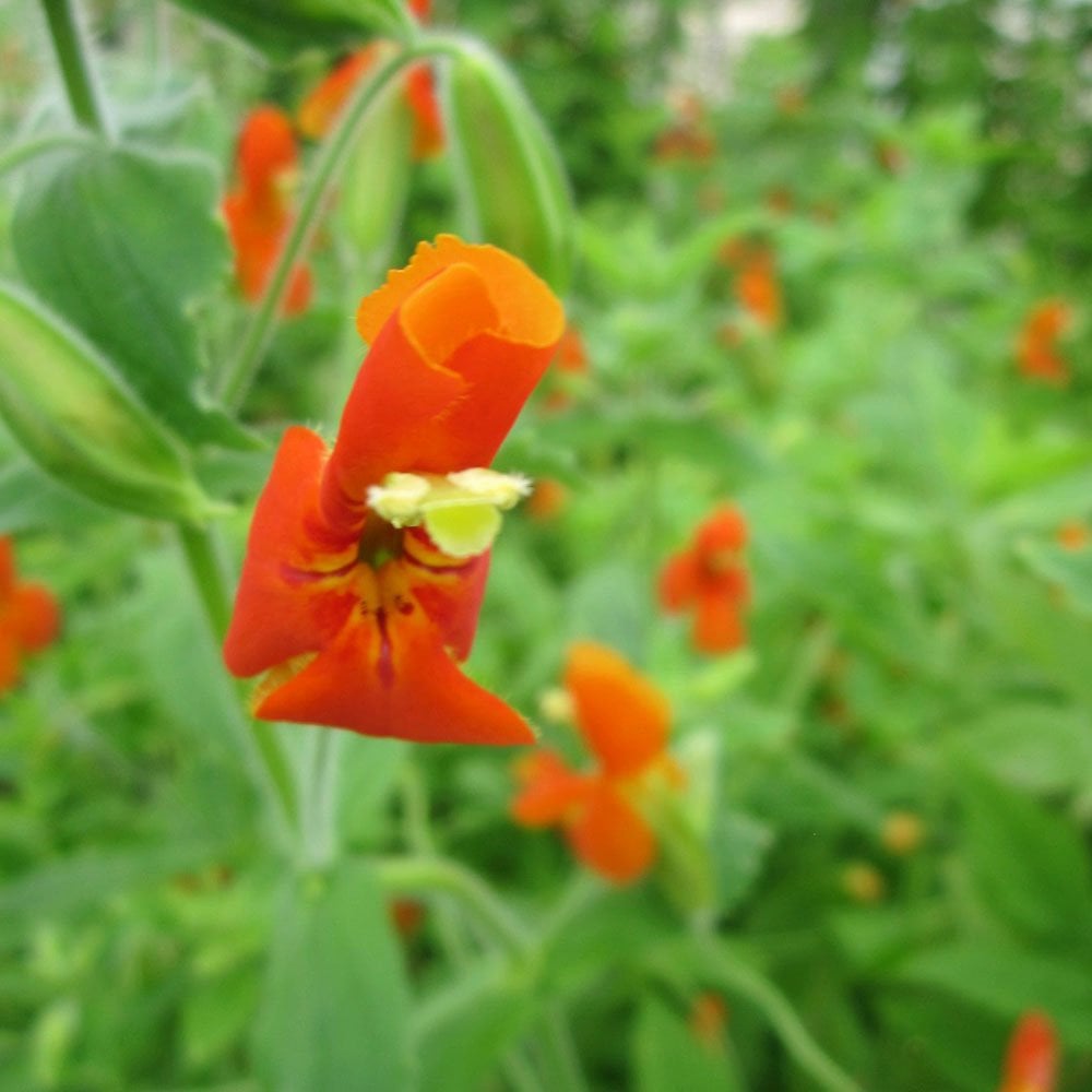 Mimulus Cardinalis - Scarlet Monkeyflower