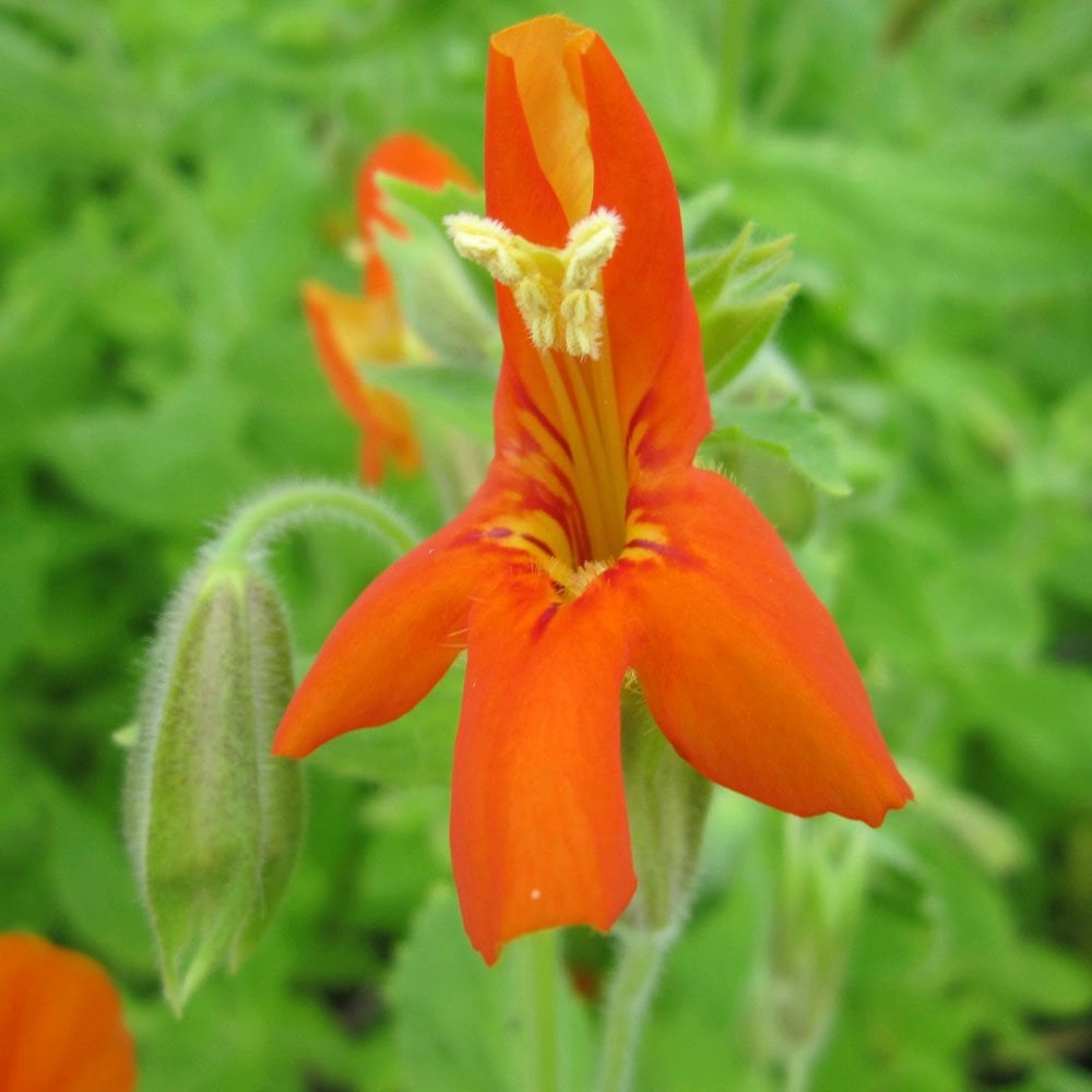 Mimulus Cardinalis - Scarlet Monkeyflower