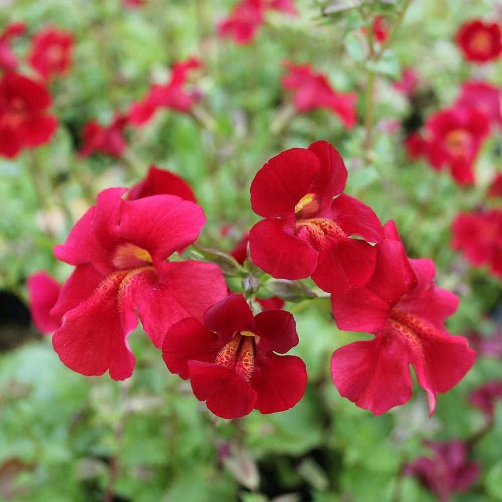 Mimulus Cupreus Red Emperor