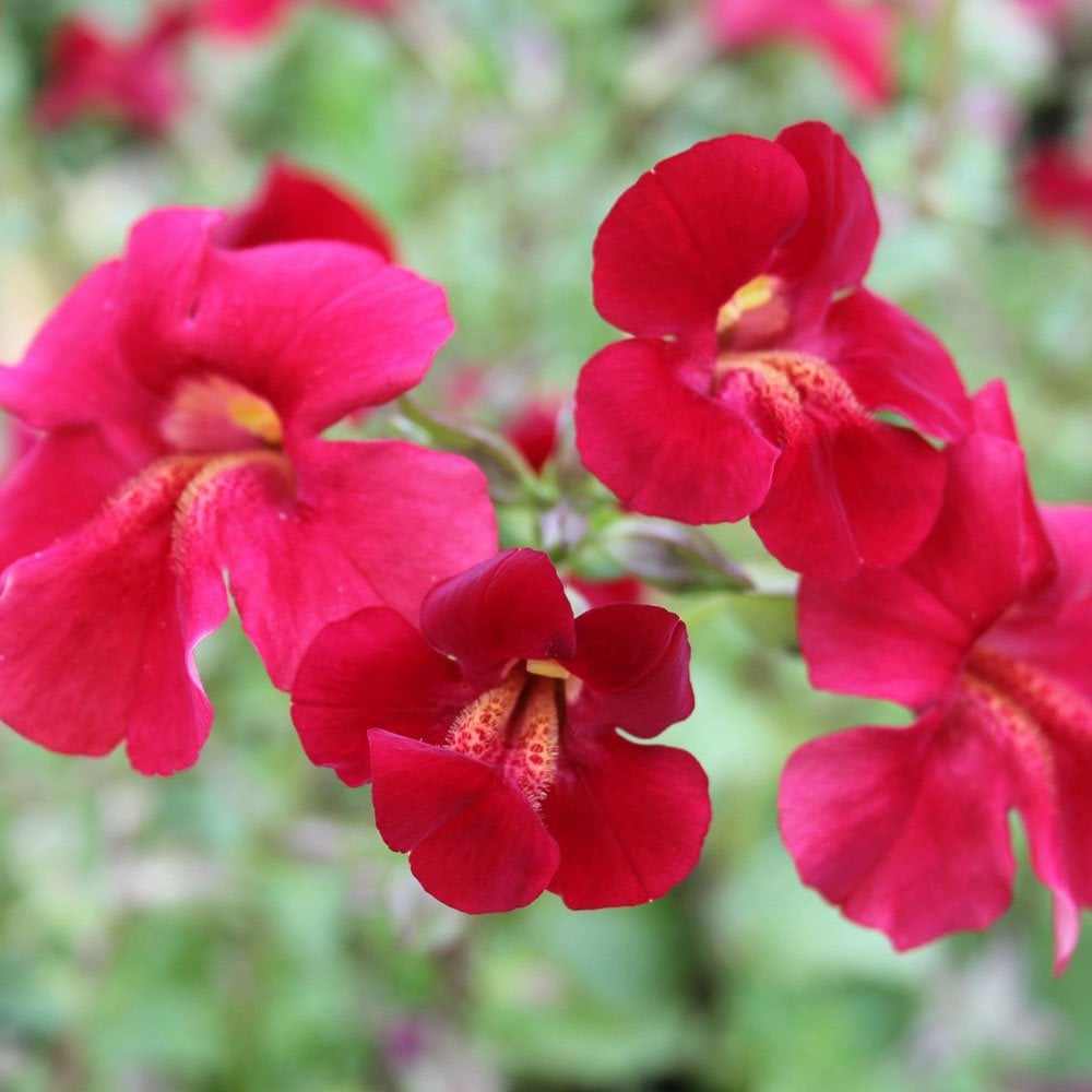 Mimulus Cupreus Red Emperor