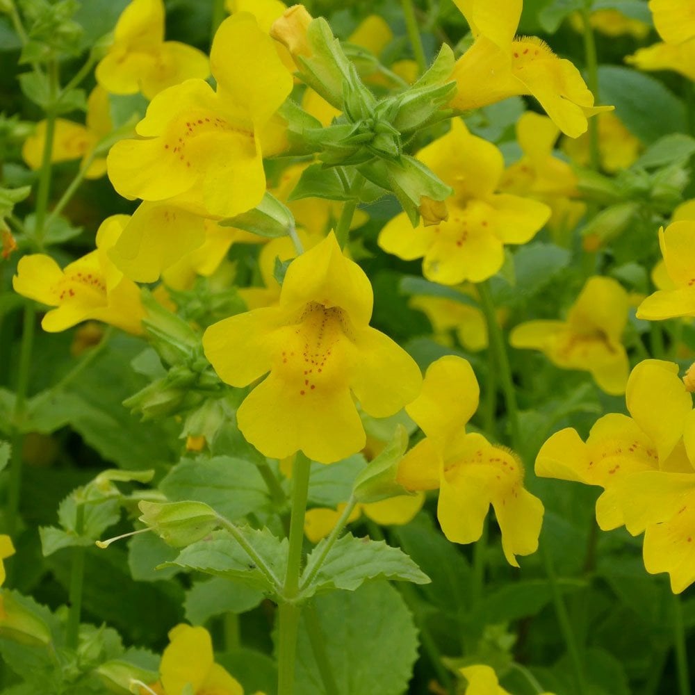 Mimulus Guttatus - Common Monkeyflower