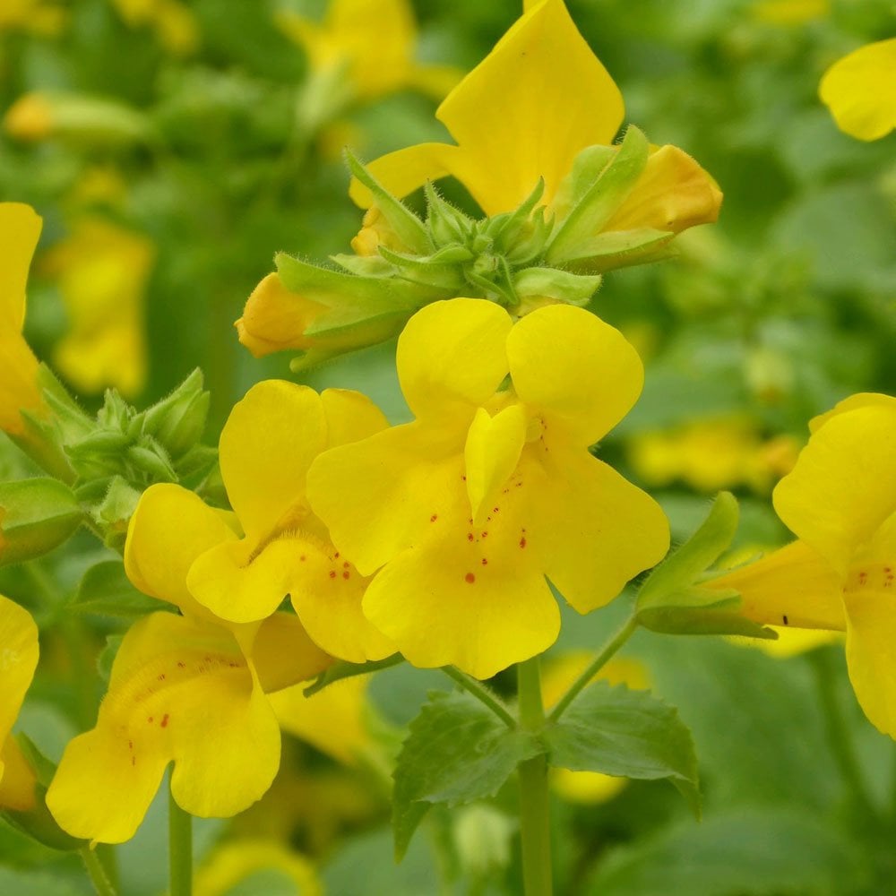 Mimulus Guttatus - Common Monkeyflower