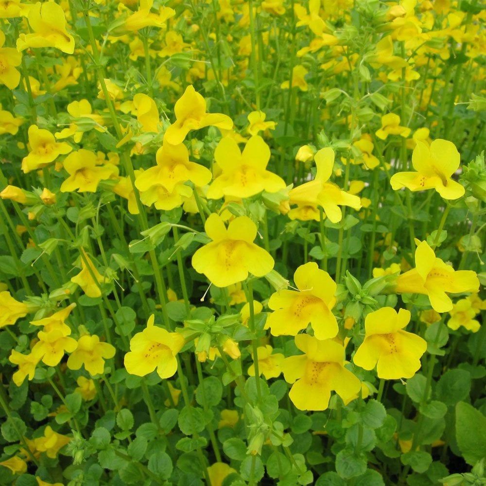 Mimulus Guttatus - Common Monkeyflower