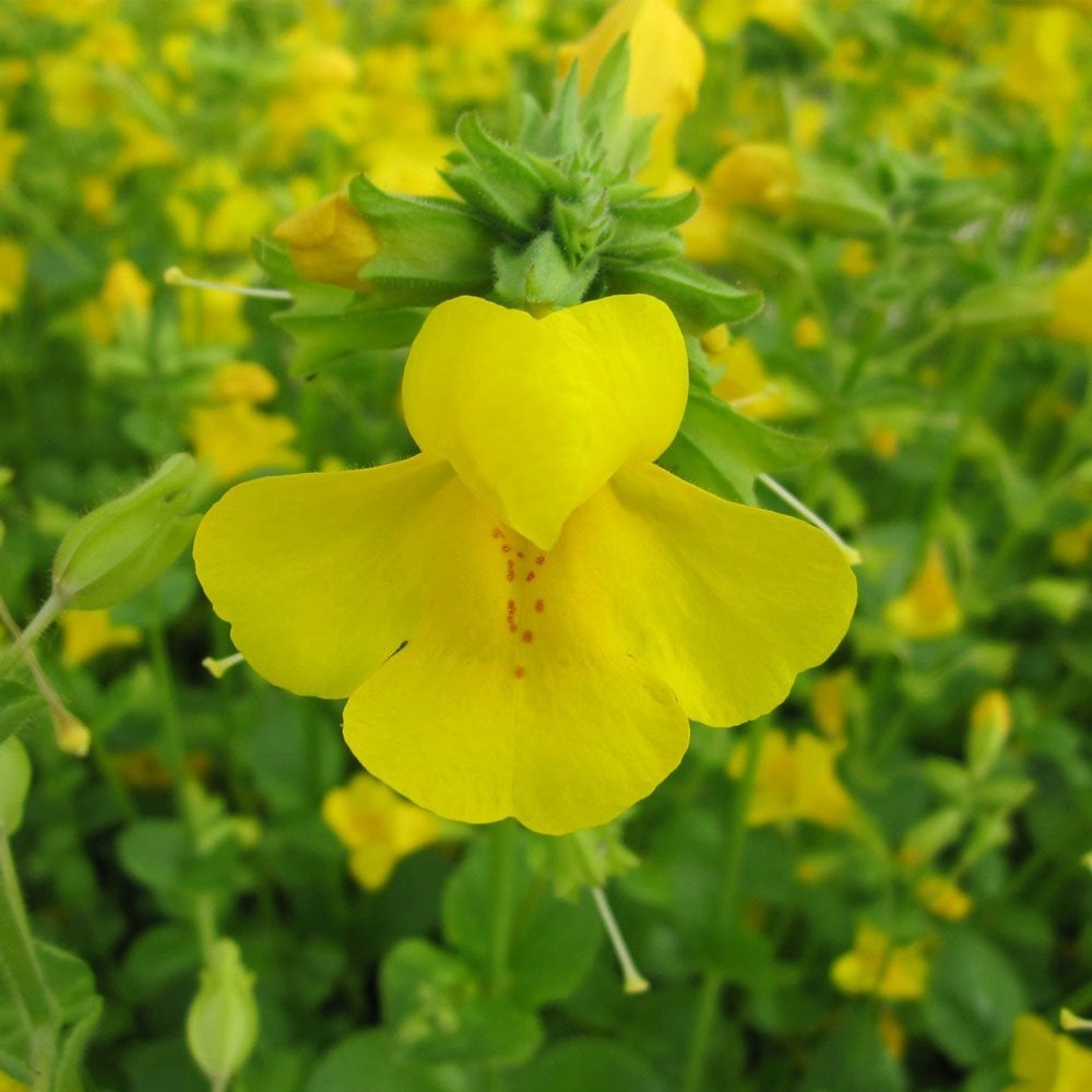 Mimulus Guttatus - Common Monkeyflower