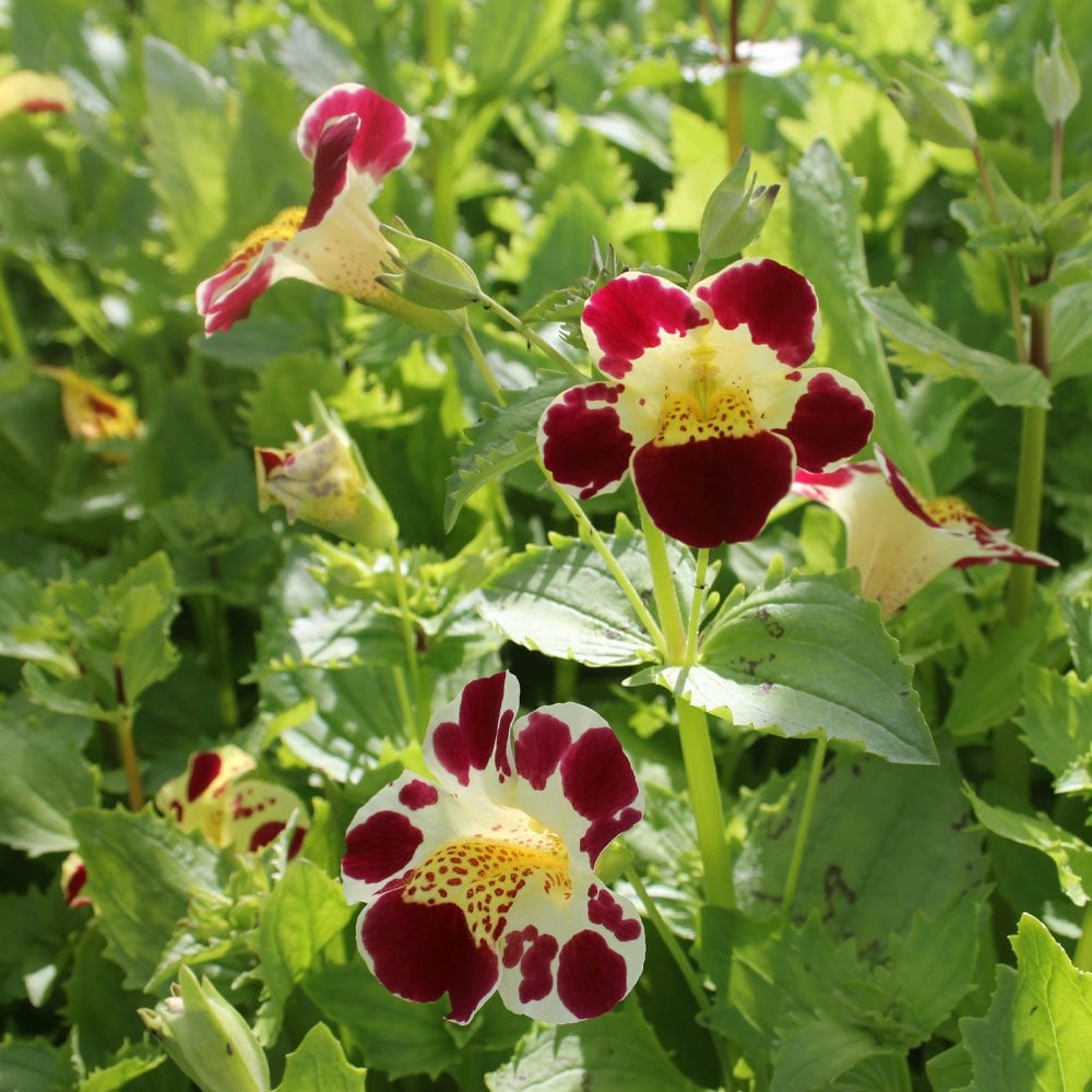 Mimulus Luteus Queens Prize