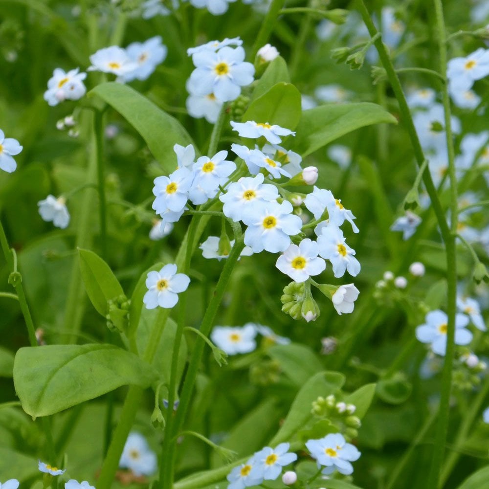 Myosotis Scorpioides - Water Forget Me Not