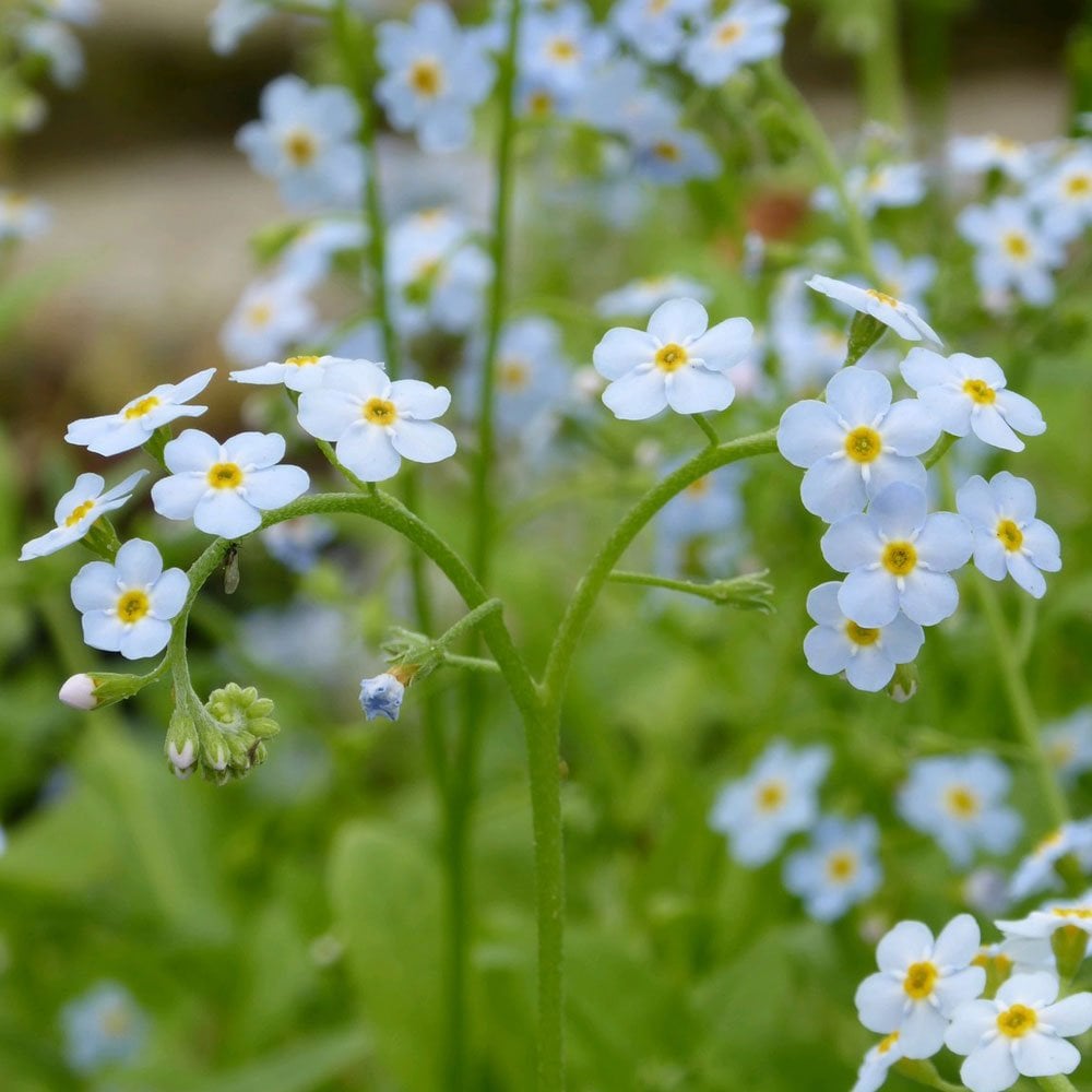 Myosotis Scorpioides - Water Forget Me Not