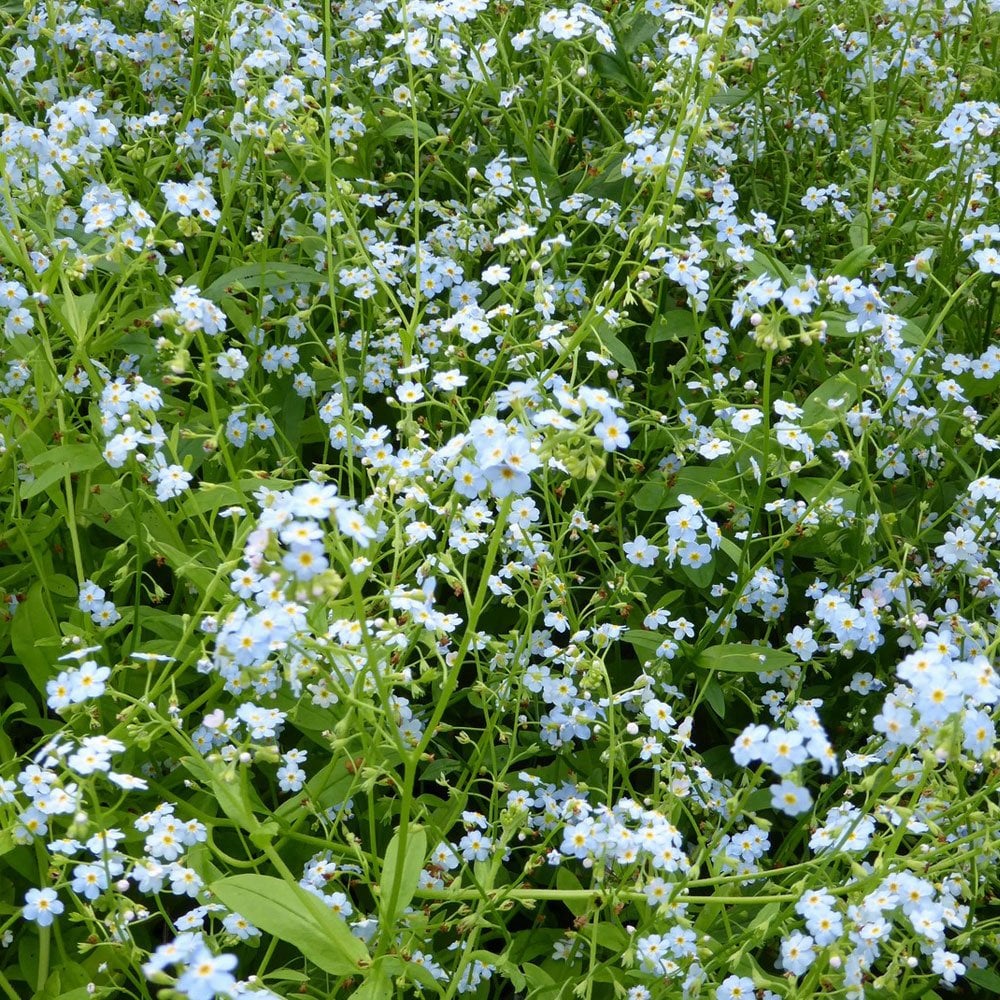 Myosotis Scorpioides - Water Forget Me Not
