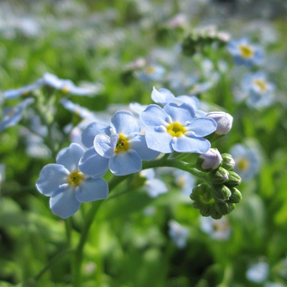 Myosotis Scorpioides - Water Forget Me Not