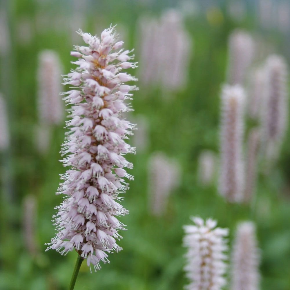 Persicaria Amphibia - Water Knotweed