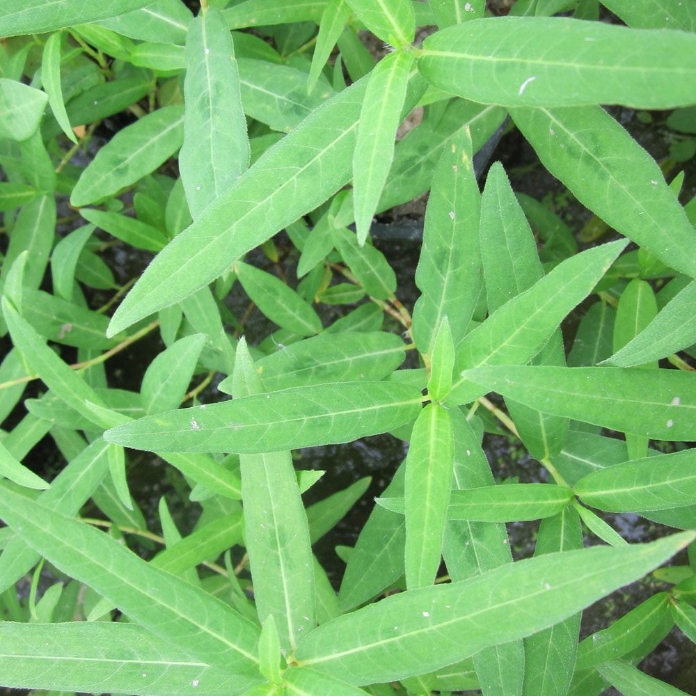 Persicaria Amphibia - Water Knotweed