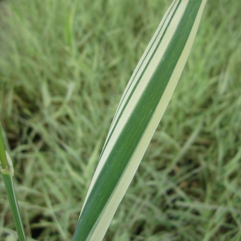 Phalaris Arundinacea Variegata Picta Gardeners Garters Pond Planet phalaris-arundinacea-variegata-picta-gardeners-garters-pond-planet