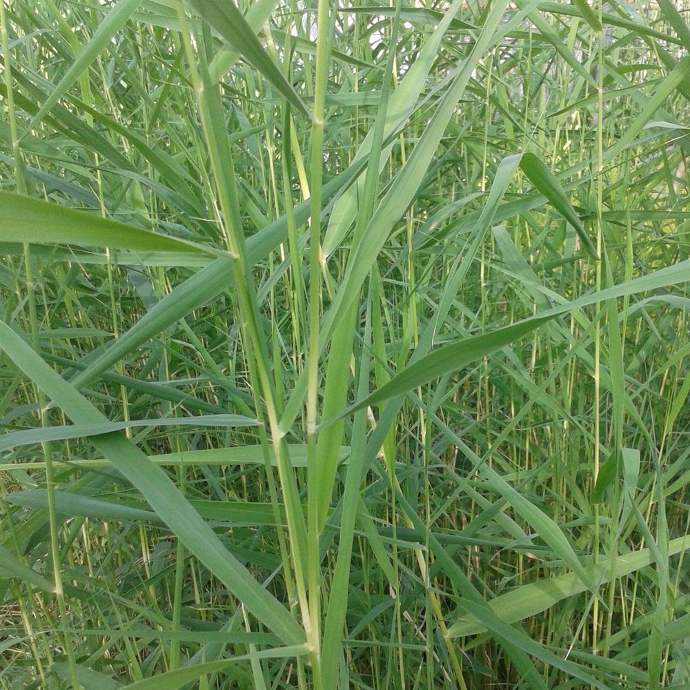 Phragmites Australis - Common Reed 9cm (3pk)