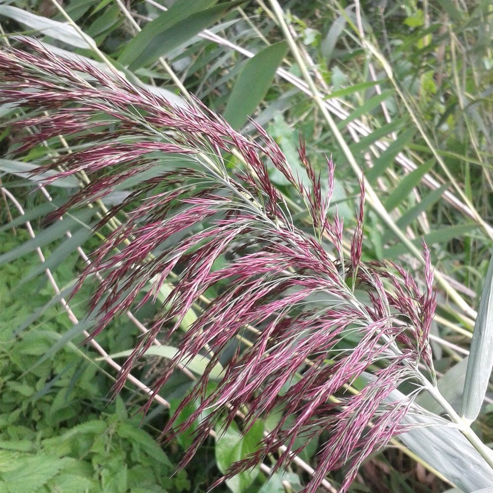 Phragmites Australis - Common Reed 9cm (3pk)