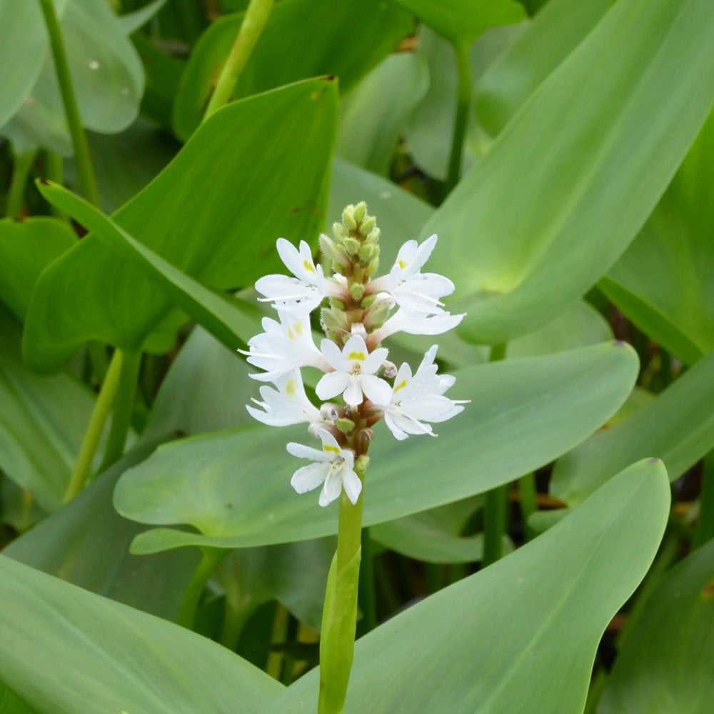 Pontederia Cordata Alba - White Pickerel Weed 3Ltr
