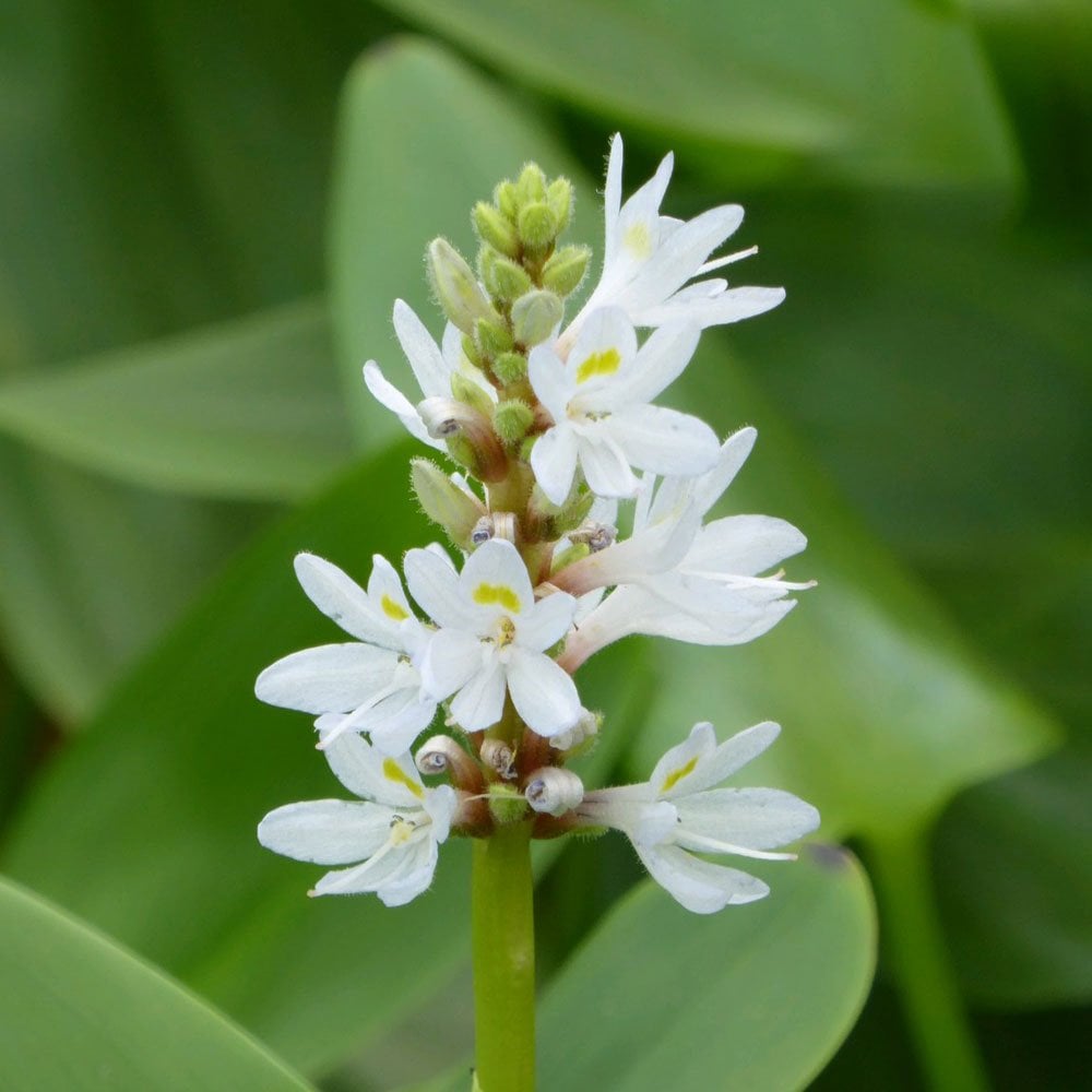 Pontederia Cordata Alba - White Pickerel Weed 3Ltr