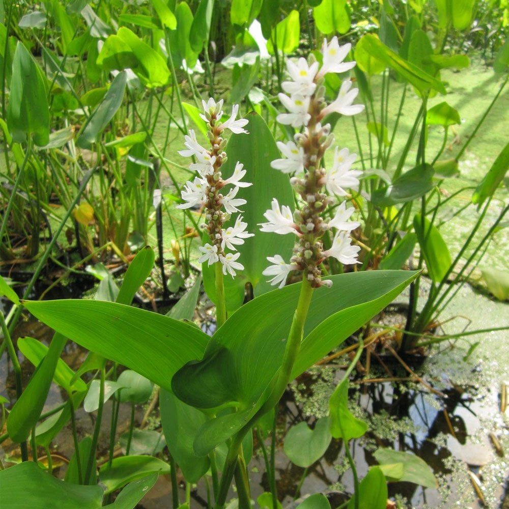 Pontederia Cordata Alba - White Pickerel Weed 3Ltr