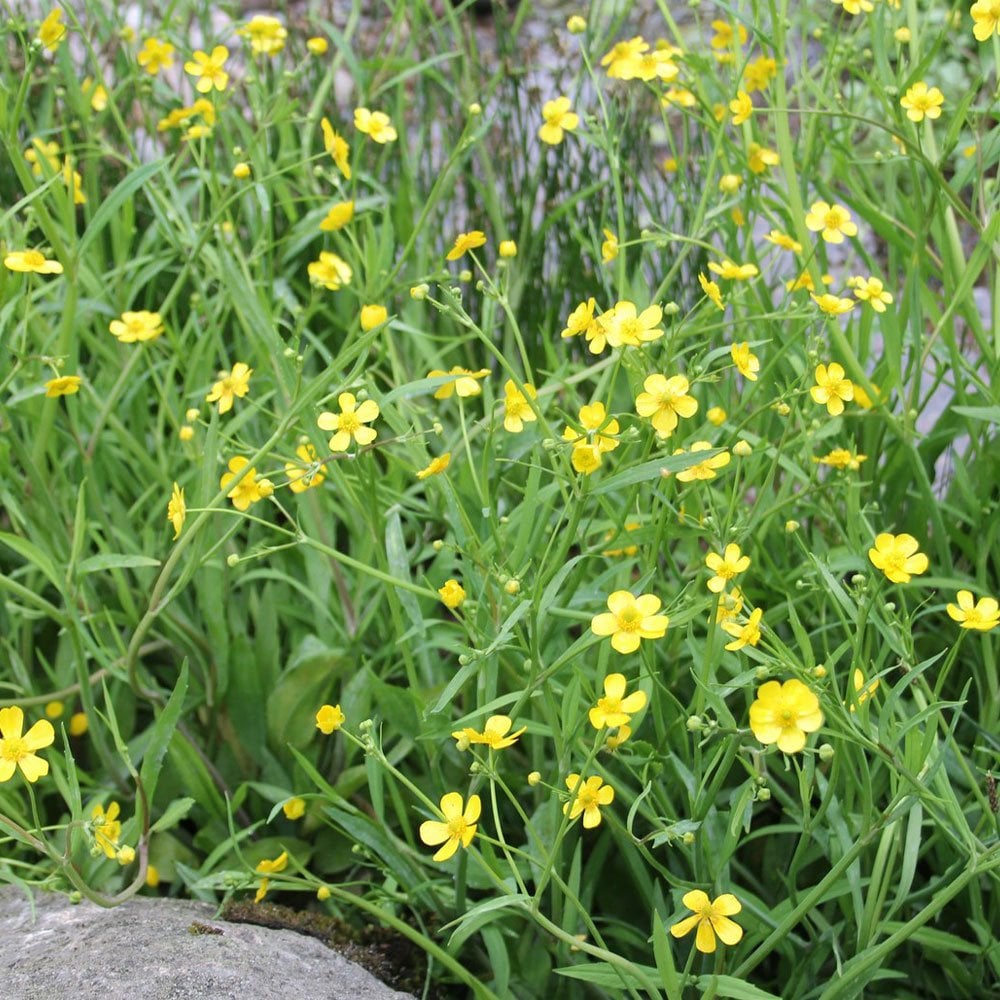 Ranunculus Flammula - Lesser Spearwort