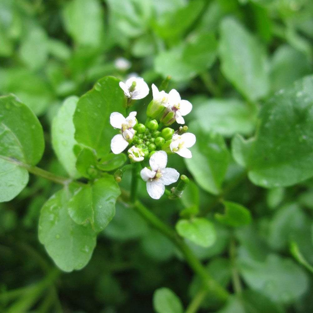 Rorippa Nasturtium Aquaticum - Water Cress