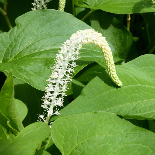 Saururus Cernuus - Lizards Tail