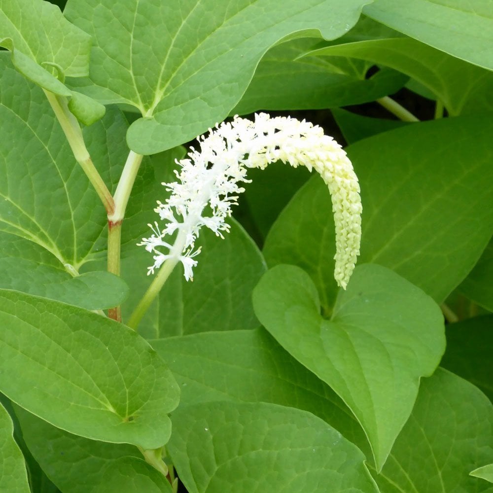 Saururus Cernuus - Lizards Tail