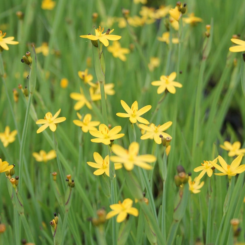 Sisyrinchium Californicum - Yellow Eyed Grass