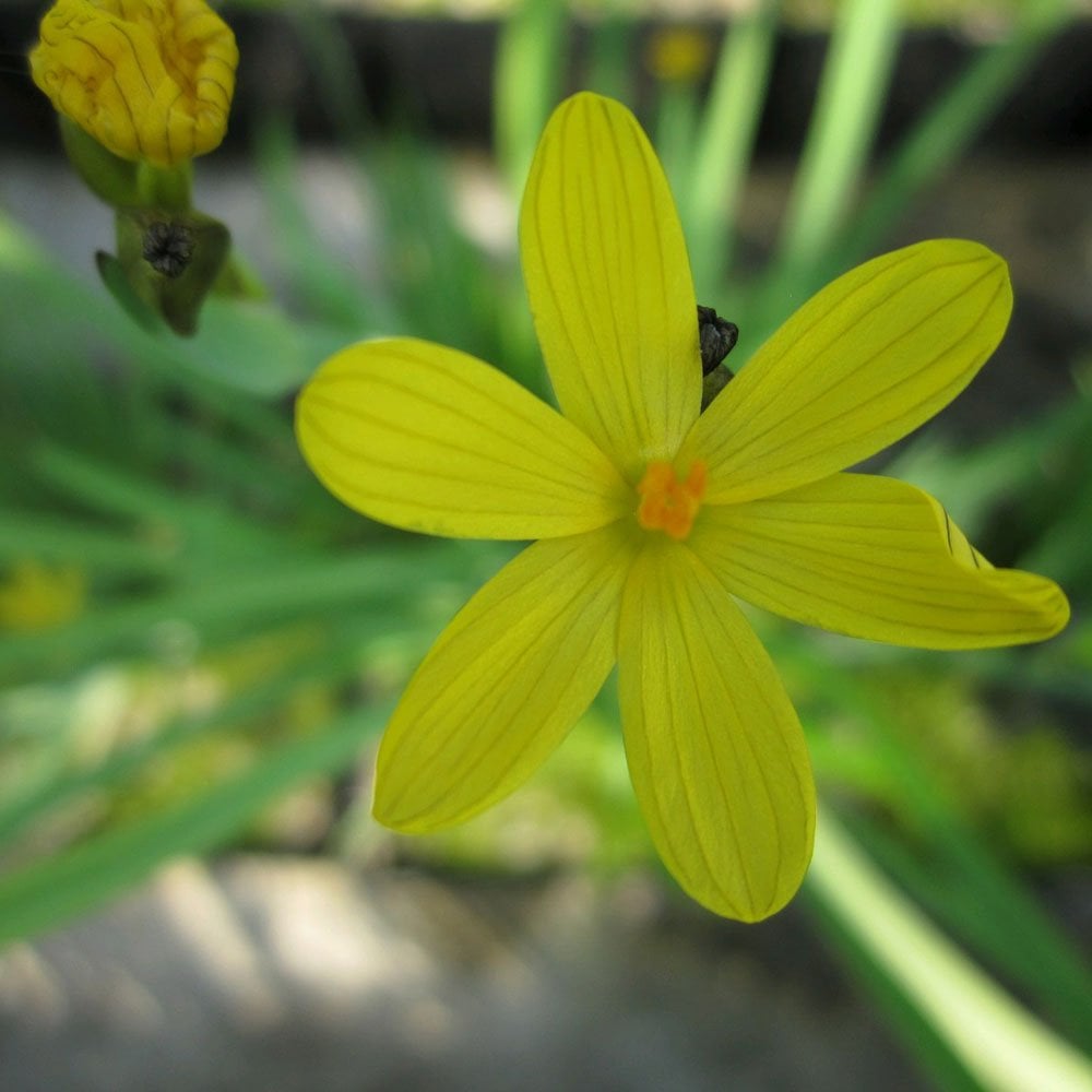 Sisyrinchium Californicum - Yellow Eyed Grass