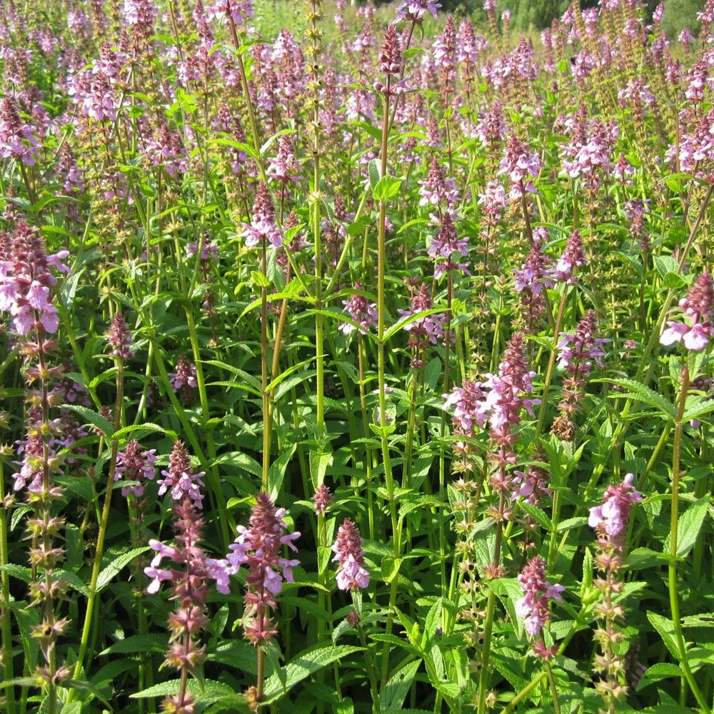 Stachys Palustris - Marsh Woundwort