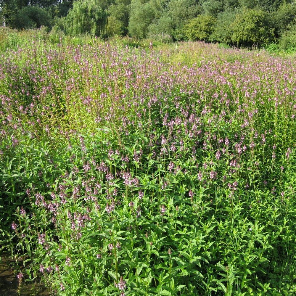 Stachys Palustris - Marsh Woundwort