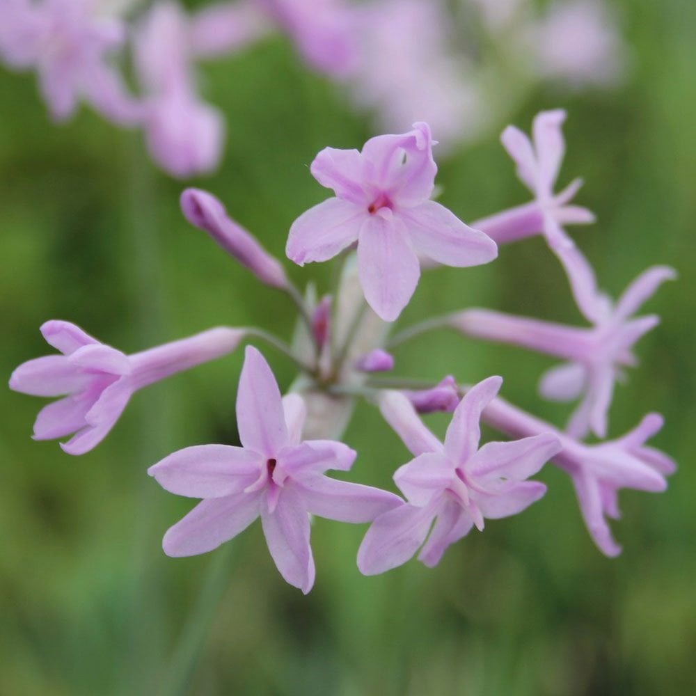 Tulbaghia Violacea - Society Garlic
