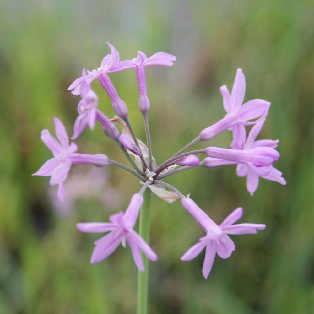 Tulbaghia Violacea - Society Garlic
