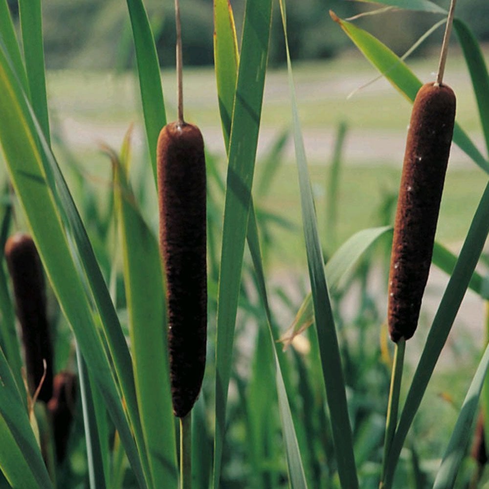 Typha Angustifolia - Lesser Bulrush