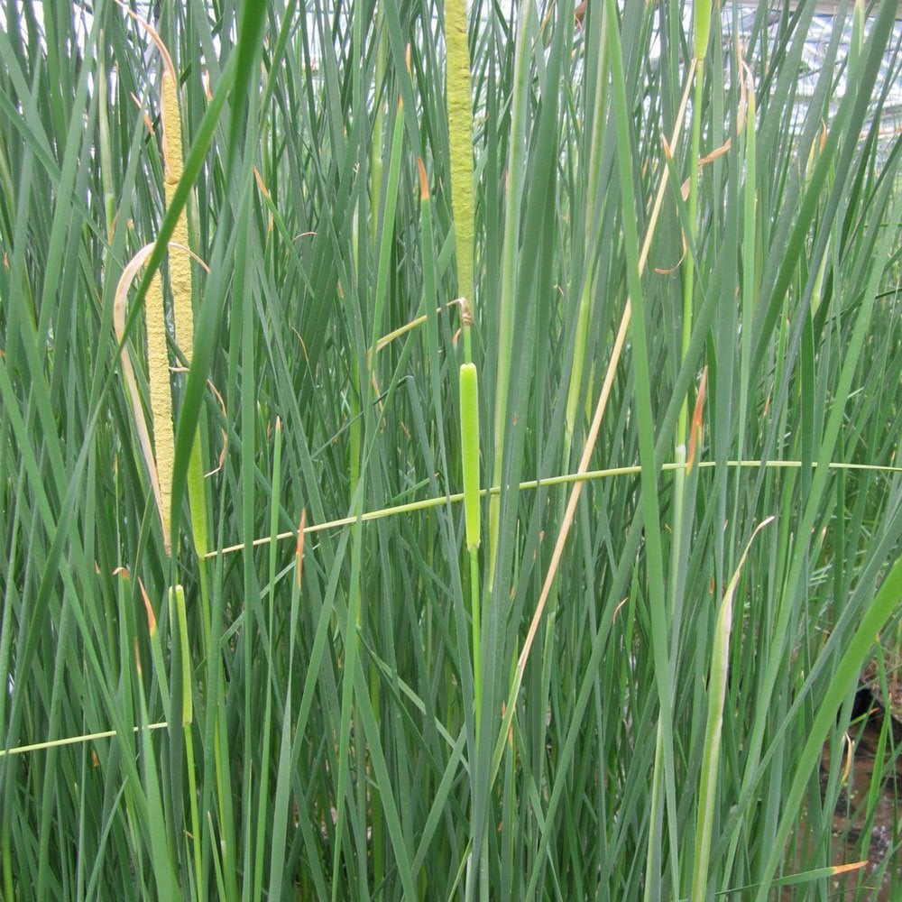 Typha Gracilis - Bulrush