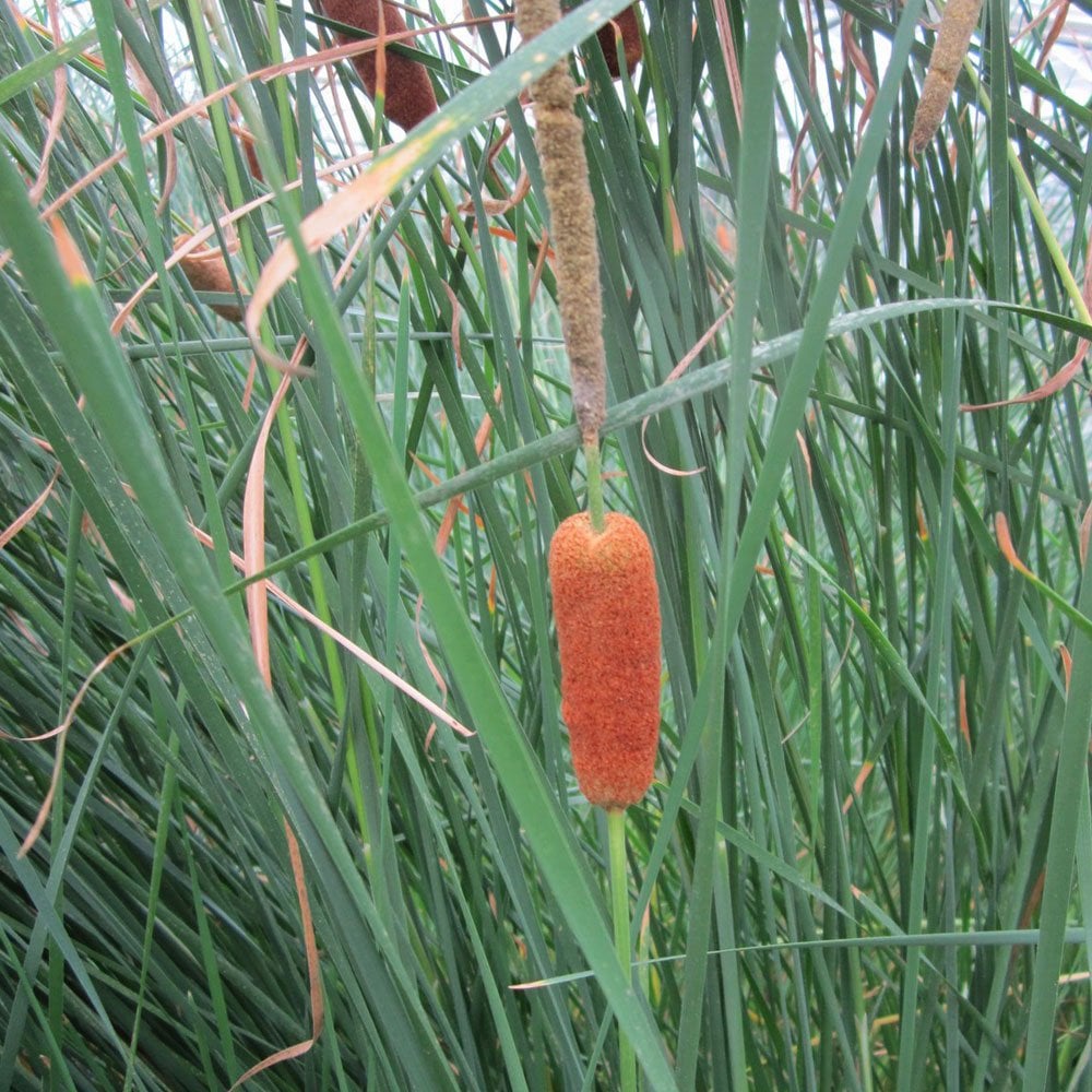 Typha Gracilis - Bulrush