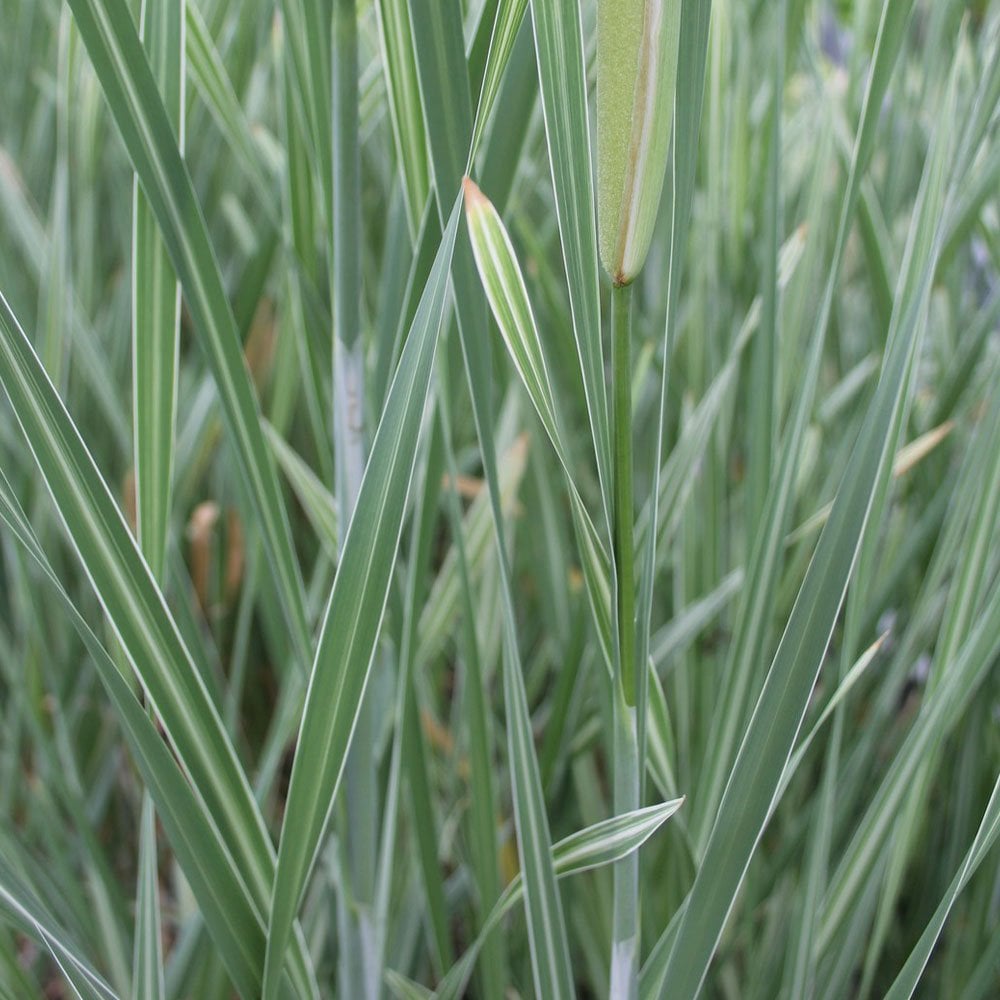 Typha Latifolia Variegata - Variegated Bulrush 3Ltr