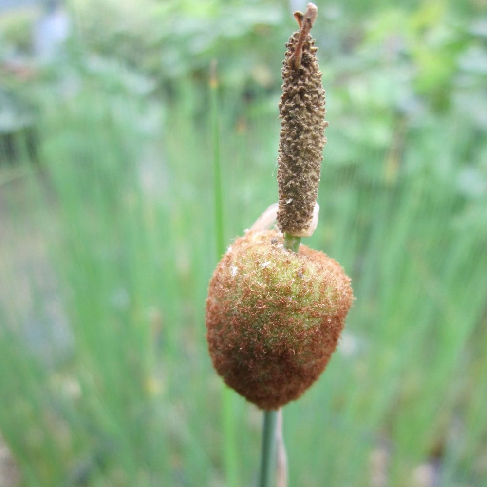 Typha Minima - Miniature Bulrush