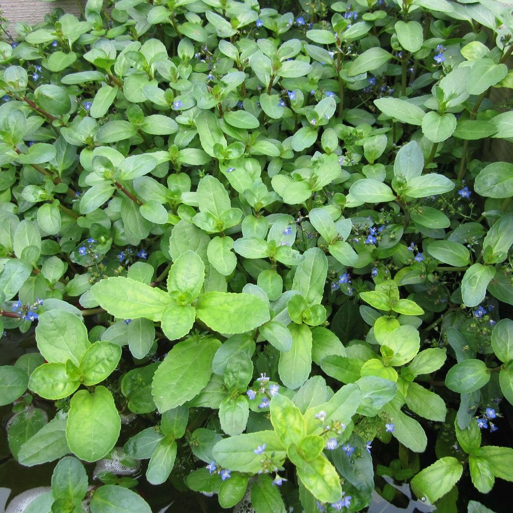 Veronica Beccabunga - Brooklime