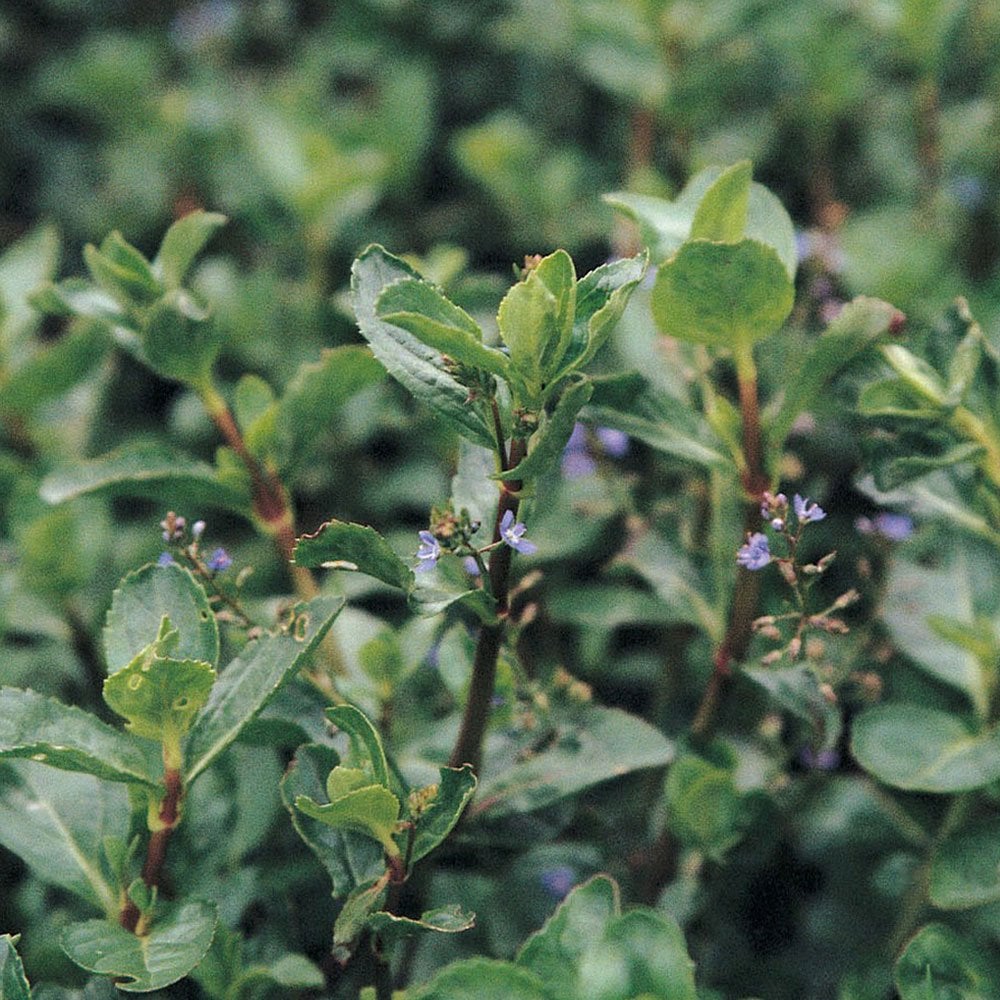 Veronica Beccabunga - Brooklime