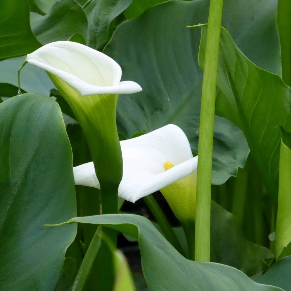 Zantedeschia Aethiopica Crowborough - Arum Lily