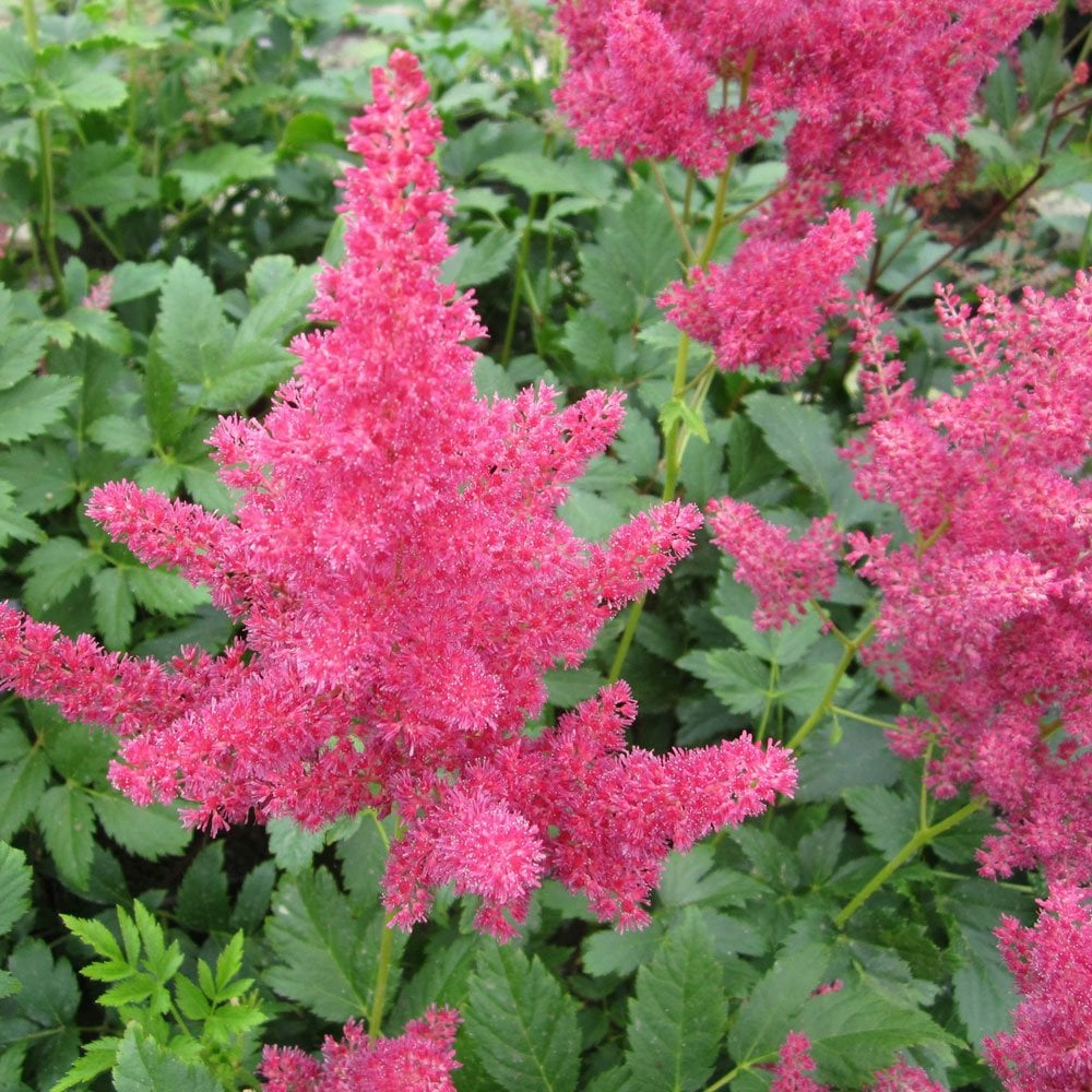 Astilbe Red - False Goats Beard