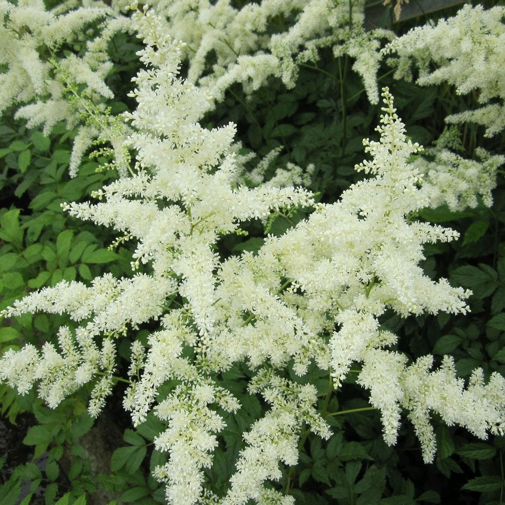 Astilbe White - False Goats Beard