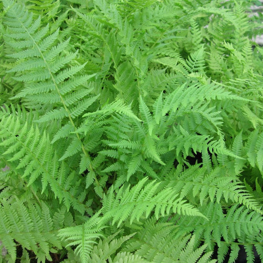 Athyrium Filix Femina - Lady Fern 9cm (3pk)
