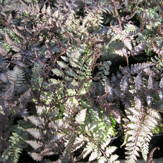 Athyrium Niponicum Metallicum - Japanese Painted Fern 9cm (3pk)
