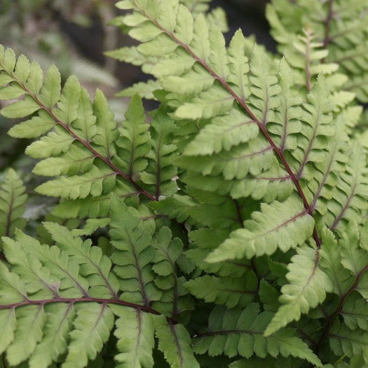 Athyrium Otoph Okanum - Eared Lady Fern 9cm (3pk)