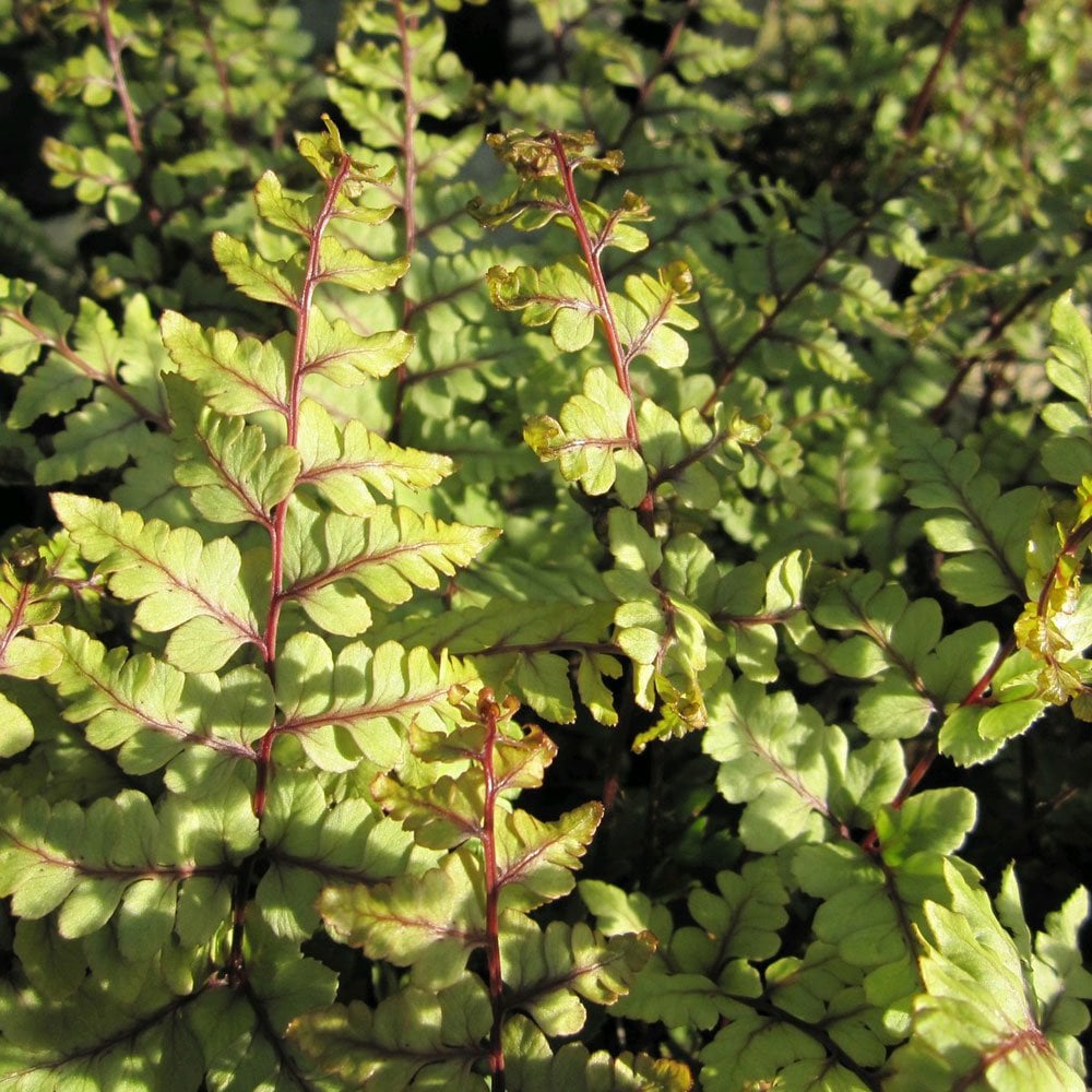 Athyrium Otoph Okanum - Eared Lady Fern 9cm (3pk)
