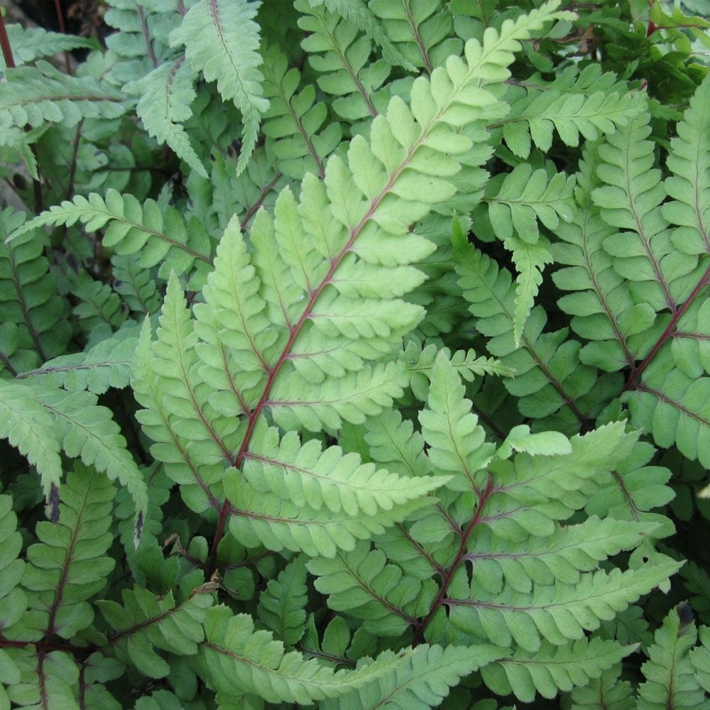 Athyrium Otoph Okanum - Eared Lady Fern 9cm (3pk)