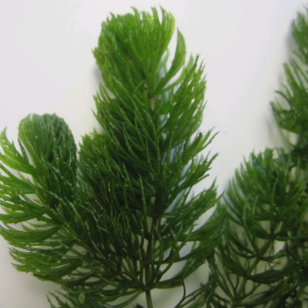 Ceratophyllum Demersum - Hornwort Bunches (5pk)